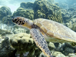 IMG 3741 Green Sea Turtle